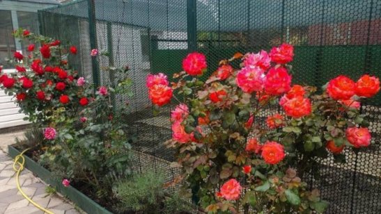 Пансионат «Доброе Сердце» фото 13